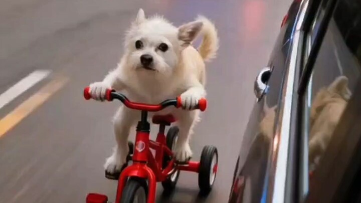 El perrito con más prisa de la carretera! 🤣
