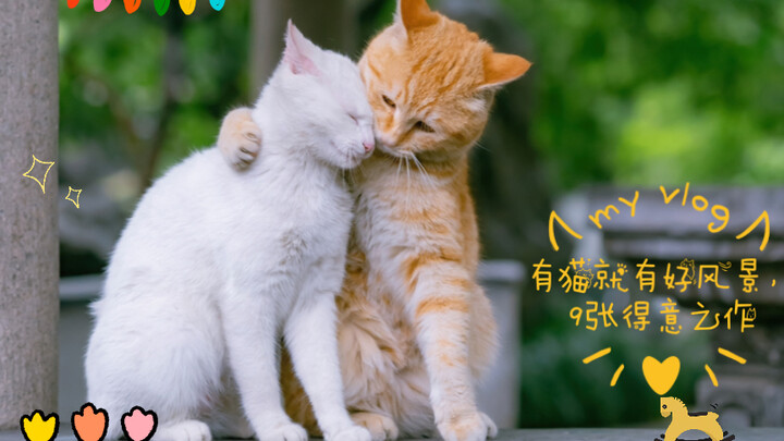 Where there are cats, there’s beautiful scenery: 9 proud masterpieces