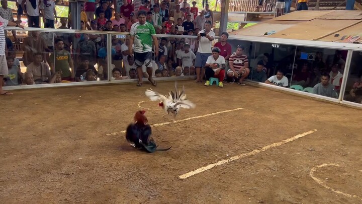 DHL/PRH (Duke Hulsey Lemon/Perfection Roundhead) WIN