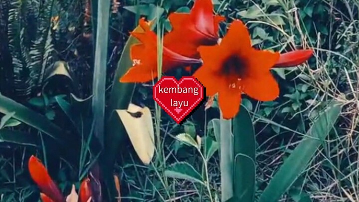 kisah sebuah bunga yg layu