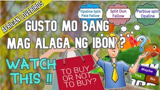 Do you want to have a Pet Lovebirds? Watch this| Gusto mo mag-alaga ng Lovebirds, Panoorin mo ito..