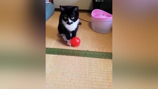 Những chú mèo ngáo ngơ 🐱 mèo cute foryou