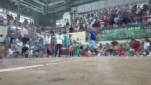 Gold Pang apat na Panalo