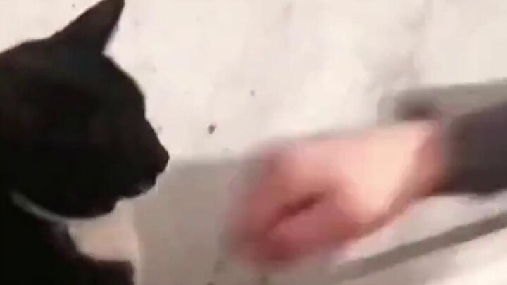 مياو: ما أسرع هذه اللكمة!