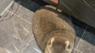 Ketika Tuhan menutup pintu, Dia juga akan membuka jendela#raccoon