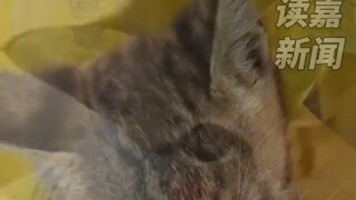 Saat sedang mendaki di luar ruangan, netizen secara tak sengaja bertemu kucing liar. Setelah memberi