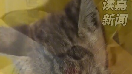 صادف أحد المستخدمين قطة مشردة أثناء التنزه في الهواء الطلق، وبعد إطعامها، لم يستطع أن يترك القطة وحي