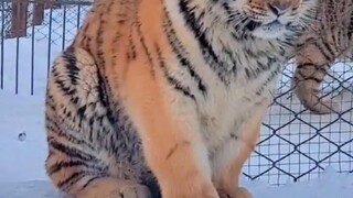 Tiger trước đây và Tiger bây giờ