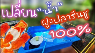 รีวิว : วิธีเปลี่ยนน้ำ ฝูงปลารันชู แบบ100%  EP.120