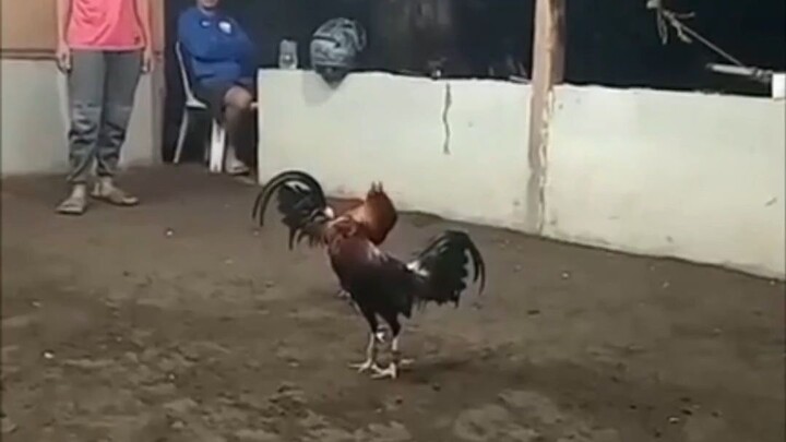 Jilljhames stags 8months @ Camiguin