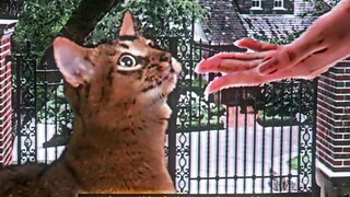 Christmas kids - Pinestar PMV