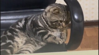 “喵生如戏，全凭演技，原来小猫知道自己在干坏事！”
