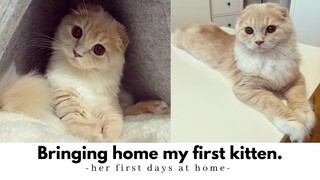 [eng sub] I got a kitten vlog | Lần đầu nuôi mèo | những ngày đầu của em mèo ở nhà mới 🐈