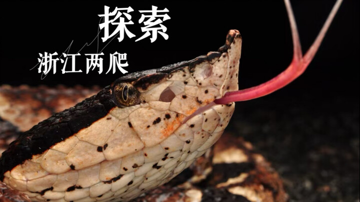 全程高能！遭遇五步龙拦路 剧毒斑马线到底是温顺还是暴躁？