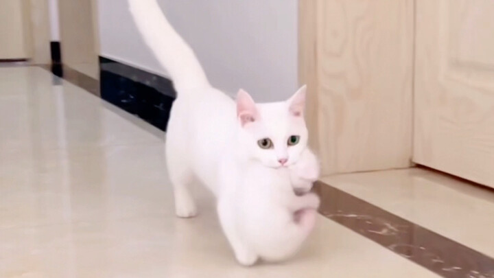 Kucing kecil: Ibu berwarna putih, ikuti yang berwarna putih saja!