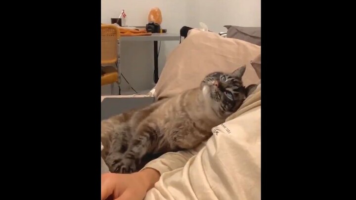 Mèo nhà người ta chưa bao giờ làm tôi thất vọng.