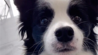 Border Collie mengangguk-angguk lucu banget!!