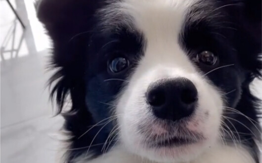 边牧会点头太可爱了！！