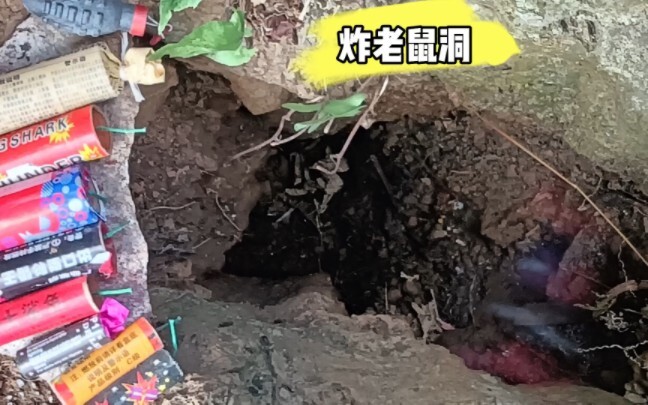 炸老鼠洞 #放鞭炮