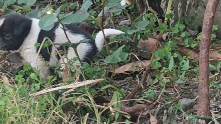 Anak anjing yang baru tiba di rumah hanya makan tapi tidak buang air besar, bagaimana harus mengatas