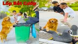 Thú Cưng TV | Lốp và Bố #3 | Chó Golden Gâu Đần thông minh vui nhộn | Pets cute smart dog