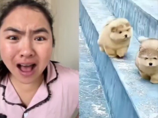 Anak anjing itu lucu sekali