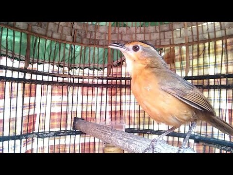 BURUNG PELANDUK TOPI (Black capped babbler) Betina