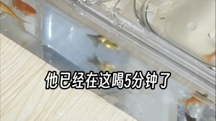 Bể cá kiêm bát nước tự làm giúp mèo uống nước nhiều gấp đôi!