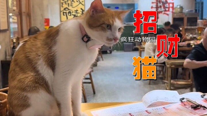 The arrival of a stray cat turned the sluggish hotpot restaurant into a huge hit!