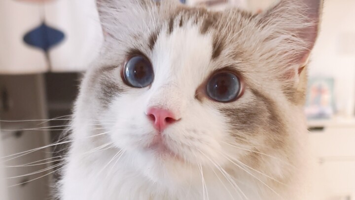 Mèo con: Chỉ mình cậu ăn thôi à, không cho tớ ăn hả?