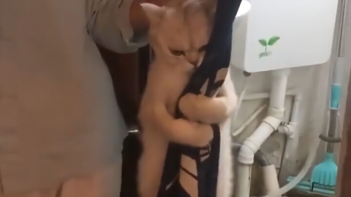 Mèo: Tôi không muốn tắm, không muốn!!!