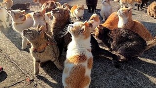 Shocking lunch for cats on Cat Island