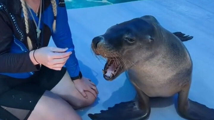 seal