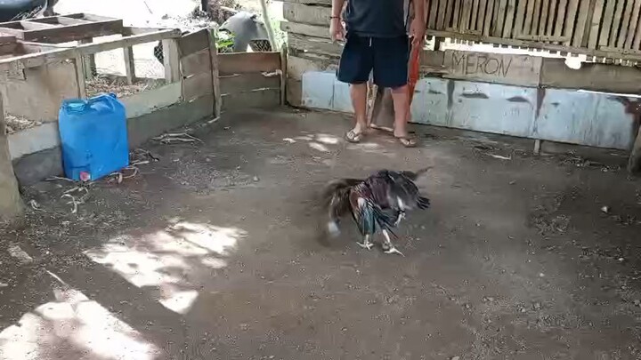 spar stag black bogan