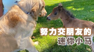 The lonely little pony, overly protected by Mama Horse, is actually a social butterfly...