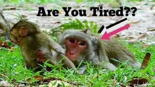 Nowadays Mama Monkey Jane Really Tired to Best Care Her Baby Janna Sick,Poor Tiny Baby Janna