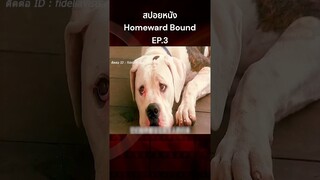 สปอยหนัง Homeward Bound การเดินทางกลับบ้านของสุนัขและแมว3 #สปอยหนัง #รีวิวหนัง #หนัง