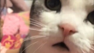 The cat was shocked at its own worth.