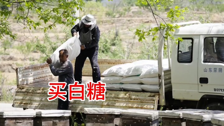 意大利蜜蜂需要喂白糖
