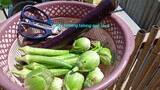 harvested my vegetables and cook filipino dish
