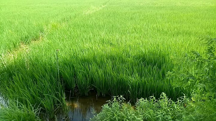 một cánh đồng lúa khổng lồ thật là yên bình 😊😊