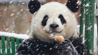 猫猫们是真的很喜欢玩雪！！