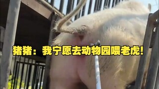 Zhu Zhu: Aku lebih baik pergi ke kebun binatang untuk memberi makan harimau!