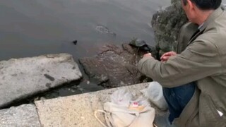 What is realm? After reading this, do you still dare to say that you can raise turtles?
