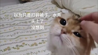 猫“麻麻你来了，我脖子好像卡住了”