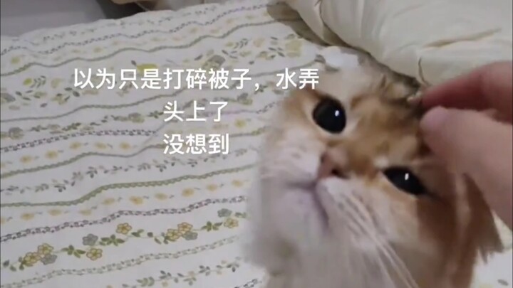 猫“麻麻你来了，我脖子好像卡住了”