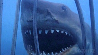 Shark VS Cage | Jaws | CLIP