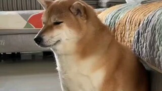 Classic Sitting Pose