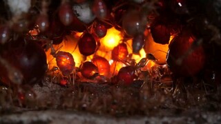 Take a look deep on a Honeypot Ants turn their Sisters as a living tank | Deep Look