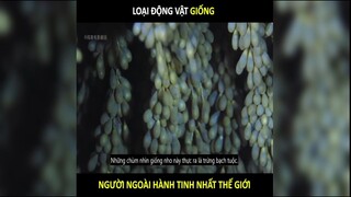 Đây là chùm nho hay là trứng loài vật nào? LT Review